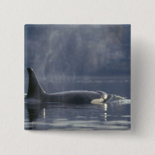 Adult female Orca Whale Orcinus Orca), Puget 15 Cm Square Badge