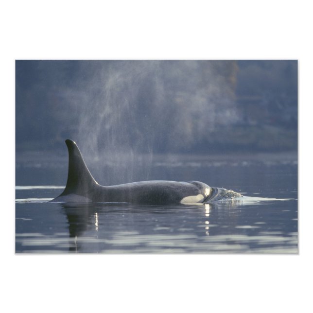 Adult female Orca Whale Orcinus Orca), Puget Photo Print (Front)