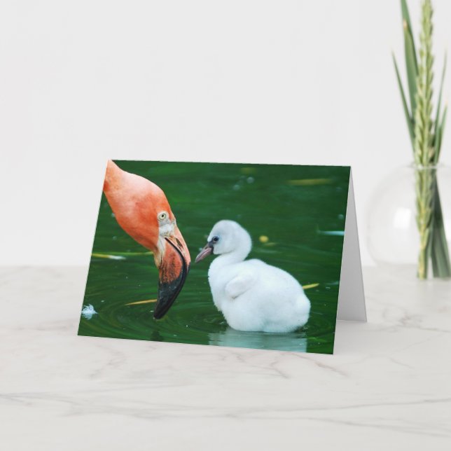 Adult Flamingo and chick Greeting Card. Card (Front)