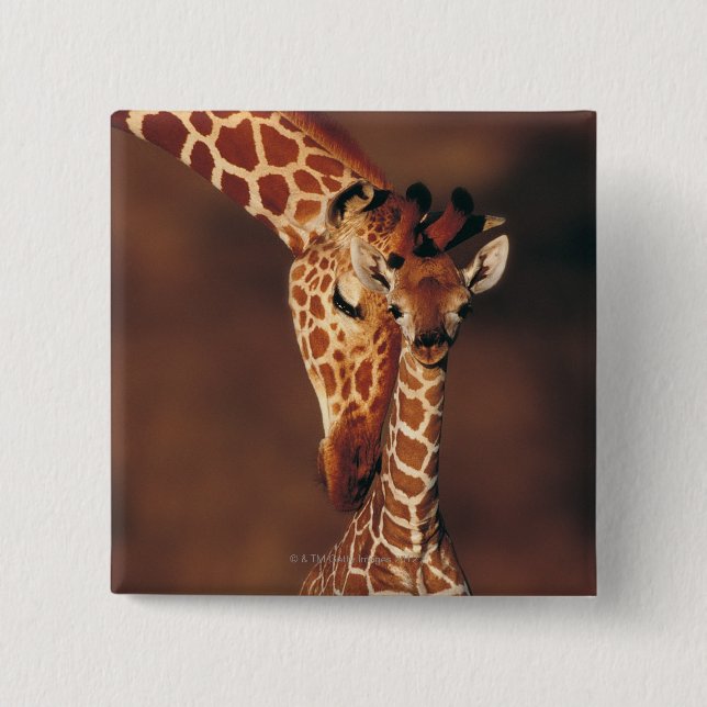 Adult Giraffe with calf (Giraffa camelopardalis) 15 Cm Square Badge (Front)