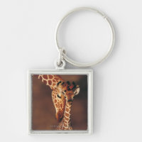 Adult Giraffe with calf (Giraffa camelopardalis)