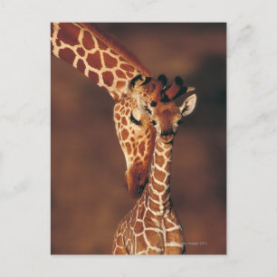 Adult Giraffe with calf (Giraffa camelopardalis) Postcard