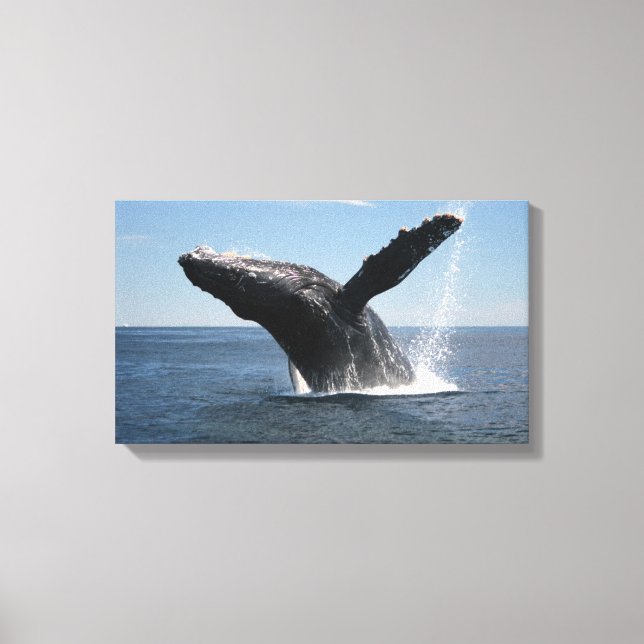 Adult Humpback Whale Breaching Canvas Print (Front)