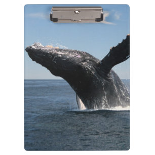 Adult Humpback Whale Breaching Clipboard