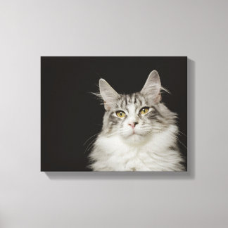 Adult Maine Coon Cat Canvas Print