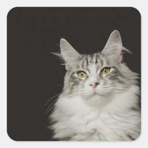 Adult Maine Coon Cat Square Sticker