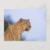 Adult male leopard (Panthera pardus)