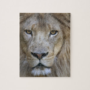 Adult male lion at the Sacramento Zoo, CA Jigsaw Puzzle