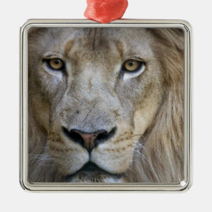 Adult male lion at the Sacramento Zoo, CA Metal Tree Decoration