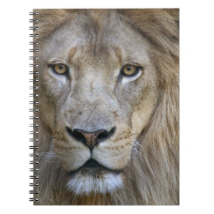 Adult male lion at the Sacramento Zoo, CA Notebook