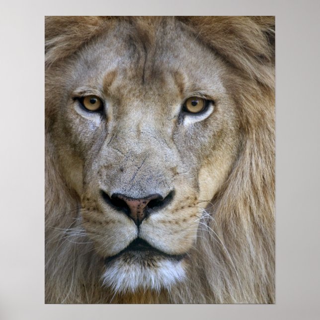 Adult male lion at the Sacramento Zoo, CA Poster (Front)