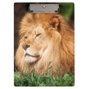 Adult male Lion Clipboard