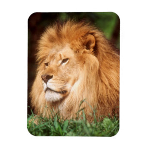 Adult male Lion Magnet
