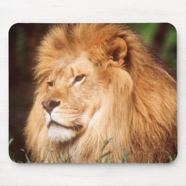 Adult male Lion Mouse Pad (Front)