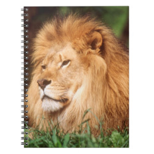 Adult male Lion Notebook