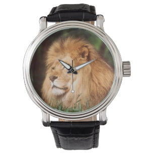 Adult male Lion Watch