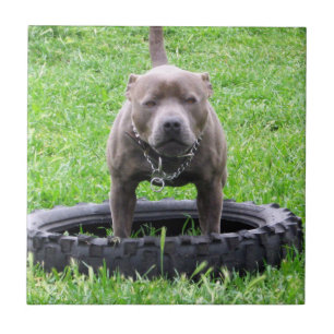 Adult Male Staffordshire Terrier Ready To Play, Tile