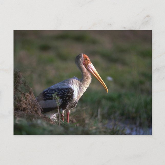 Adult Painted Stork Postcard (Front)