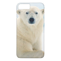 Adult polar bear large boar on the summer ice
