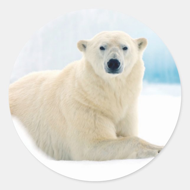 Adult polar bear large boar on the summer ice classic round sticker (Front)