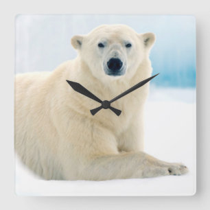 Adult polar bear large boar on the summer ice square wall clock