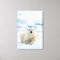Adult polar bear on the summer pack ice