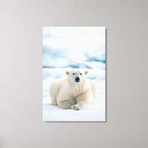 Adult polar bear on the summer pack ice canvas print