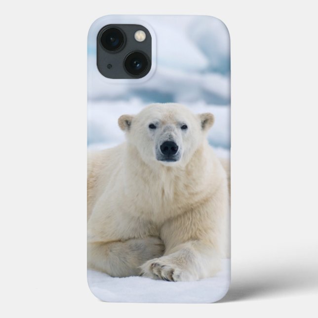 Adult polar bear on the summer pack ice Case-Mate iPhone case (Back)