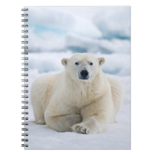 Adult polar bear on the summer pack ice notebook