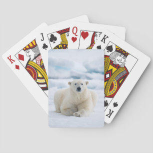 Adult polar bear on the summer pack ice playing cards