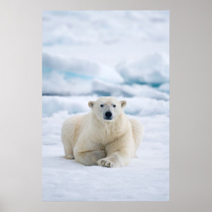 Adult polar bear on the summer pack ice poster