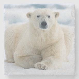 Adult polar bear on the summer pack ice stone coaster