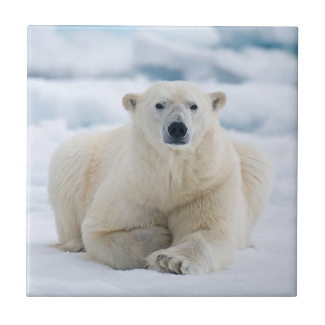 Adult polar bear on the summer pack ice tile (Front)