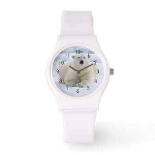 Adult polar bear on the summer pack ice watch