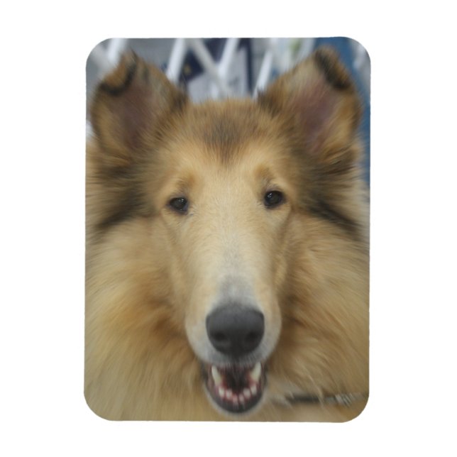 Adult rough collie magnet (Vertical)