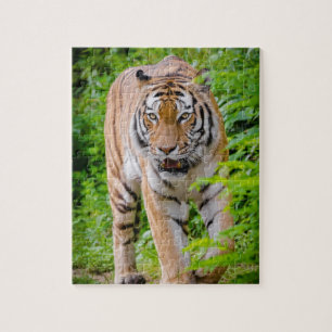 Adult Tiger Prowling Among Bright Green Leaves Jigsaw Puzzle