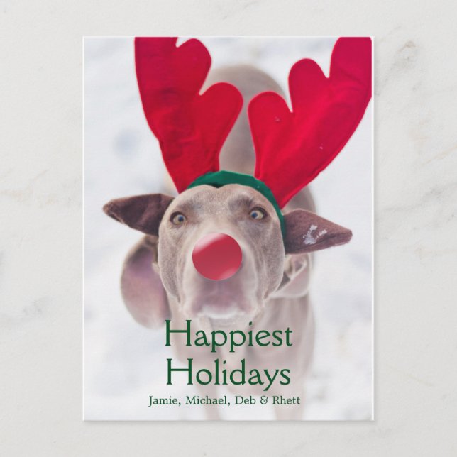 Adult Weimaraner dog wearing red antler headband Holiday Postcard (Front)