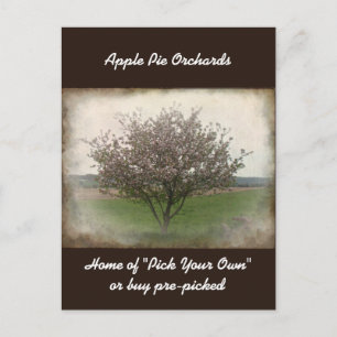 Advertising Apple Tree in Bloom Postcard