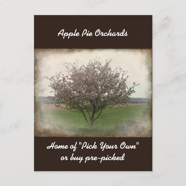 Advertising Apple Tree in Bloom Postcard (Front)