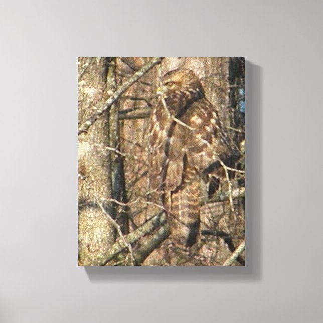 AE- Awesome Hawk in a Tree Canvas Art (Front)