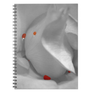 Aeolian Watercolor Notebook