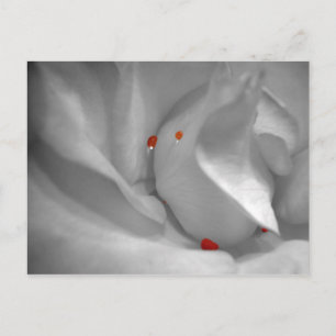 Aeolian Watercolor Postcard