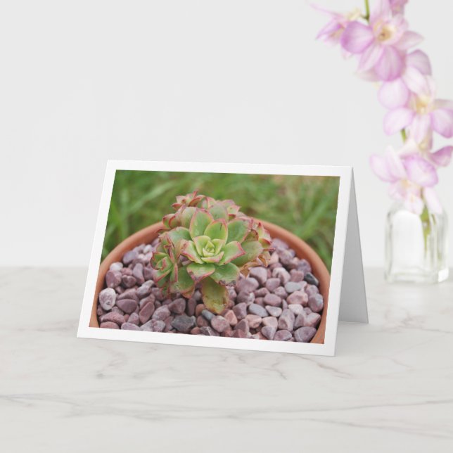 Aeonium Haworthii,  Haworth's Succulent Plant Card (Orchid)