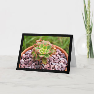 Aeonium Haworthii, Haworth's Succulent Plant Card