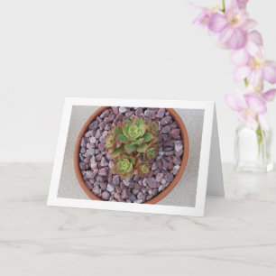 Aeonium Haworthii, Haworth's Succulent Plant Card