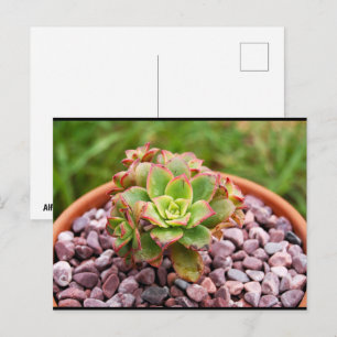 Aeonium Haworthii, Haworth's Succulent Plant Postcard