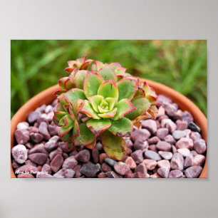 Aeonium Haworthii, Haworth's Succulent Plant Poster