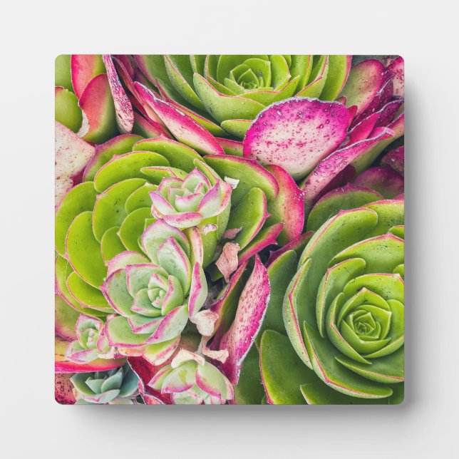 Aeonium  plaque (Front)