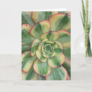 Aeonium 'Sunburst' notecard
