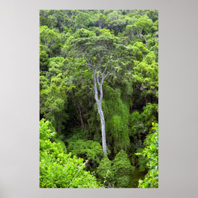 Aerial View Of Indigenous Forest, Knysna-Amatole Poster (Front)